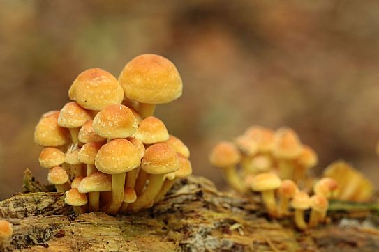 Beek : Paddenstoelenwandeling - De Liemers - evenementen bezoeken en beleven! - in De Liemers .nl