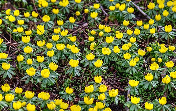 Angerlo : Voorjaarswandeling Bingerden - De Liemers - evenementen bezoeken en beleven! - in De Liemers .nl Angerlo : Voorjaarswandeling Bingerden - De Liemers - evenementen bezoeken en beleven! - in De Liemers .nl