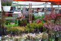 Uit in de Liemers - Zomerfair 2019 - Foto 2