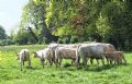 Uit in de Liemers - Historische Eco Excursie  - Foto 1