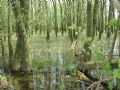 Uit in de Liemers - Struintocht Lobberdensewaard-oost - Foto 4