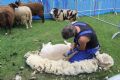 Uit in de Liemers - Feest op Kinderboerderij Rosorum - Foto 1
