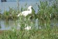 Uit in de Liemers - Ontdek De Kleine Gelderse Waard  - Foto 2