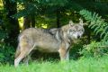 Uit in de Liemers - Lezing over wolf en dierensporen - Foto 2