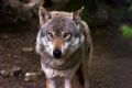 Uit in de Liemers - Lezing over wolf en dierensporen - Foto 1