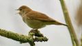 Uit in de Liemers - Vogel excursie in de Bijland  - Foto 2