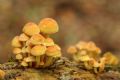 Beek : Paddenstoelenwandeling - De Liemers - evenementen bezoeken en beleven! - in De Liemers .nl