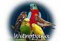 Uit in de Liemers - Vogelbeurs - Foto 2