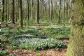 Uit in de Liemers - lente in het Babberichse bos - Foto 1